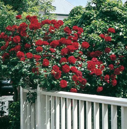 Dublin Bay Rose - 1 Gallon