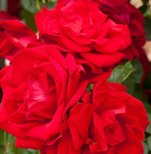 Dublin Bay Rose - 1 Gallon