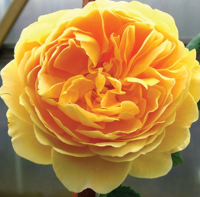 Olympic Roses Goldener Olympic Rose - 1 Gallon — Blooming Junction