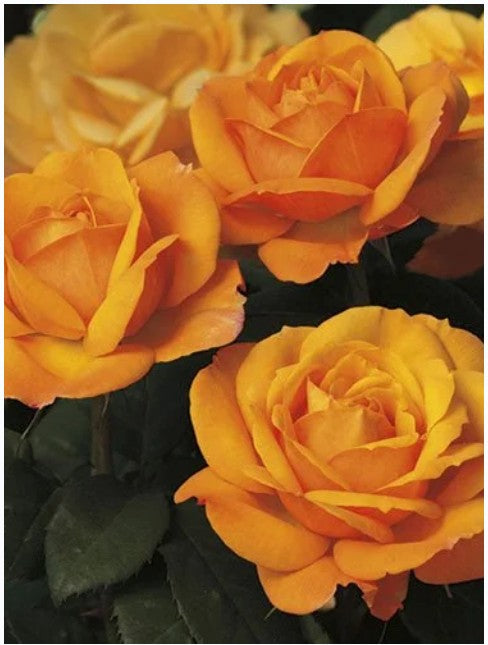Rose Week's Good As Gold Bare Root