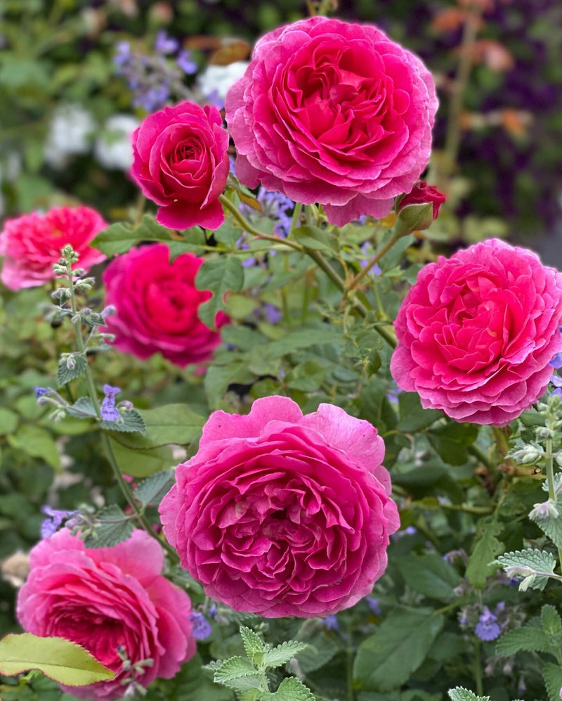 Rose David Austin Gabriel Oak Rose Bare Root Own Root