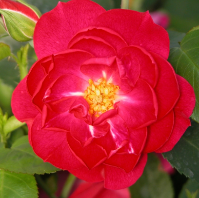 Rose John Cabot - 1 Gallon