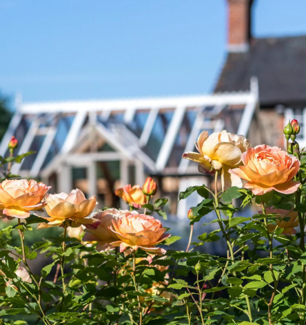 David Austin Lady of Shalott Rose - 2 Gallon