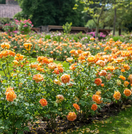 David Austin Lady of Shalott Rose - 2 Gallon