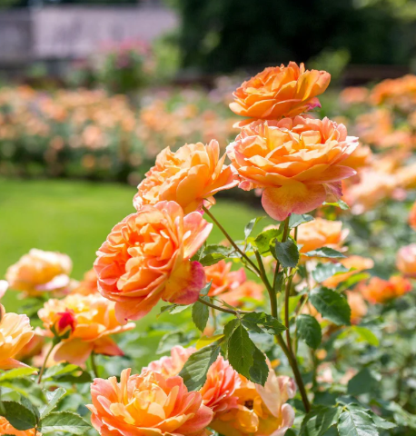 David Austin Lady of Shalott Rose - 2 Gallon