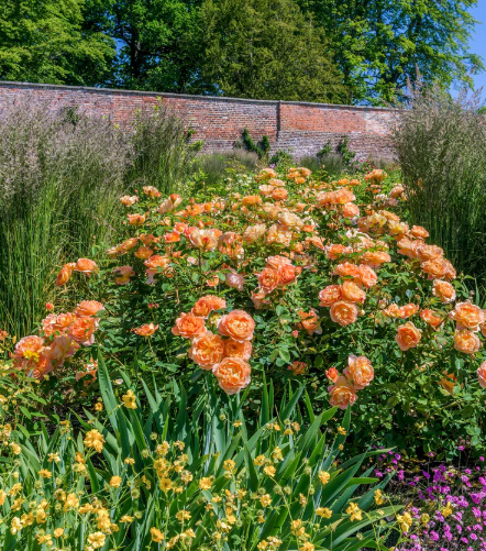 David Austin Lady of Shalott Rose - 2 Gallon
