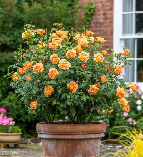 David Austin Lady of Shalott Rose - 2 Gallon
