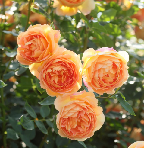 David Austin Lady of Shalott Rose - 2 Gallon