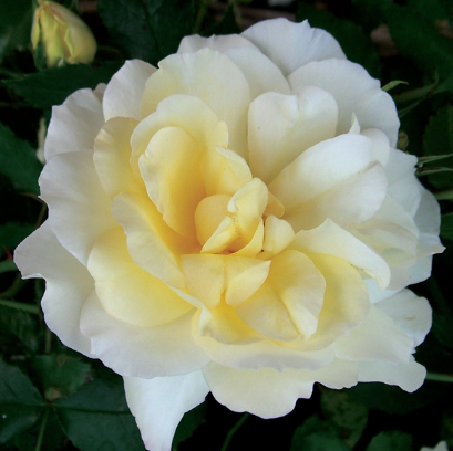 Rose Leverkusen - 1 Gallon