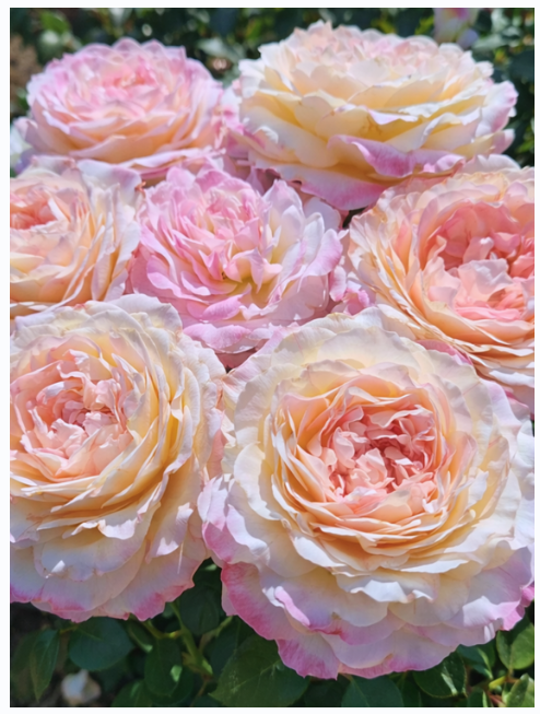 Rose Week's Matrimony Bare Root