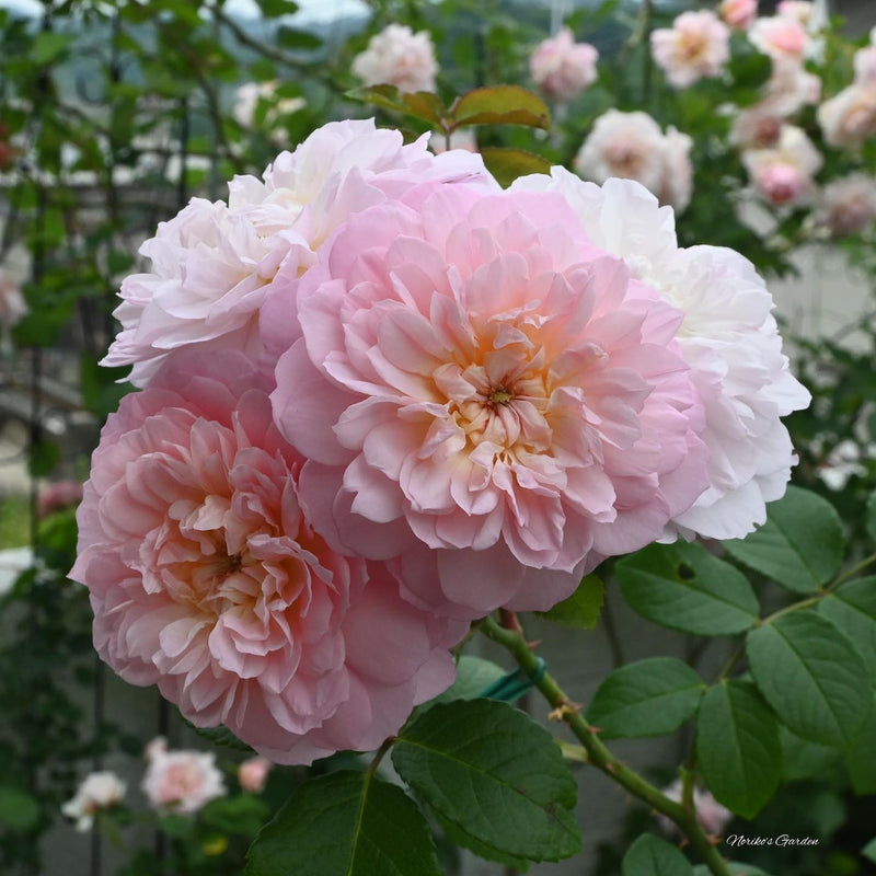Rose David Austin Elizabeth Bare Root