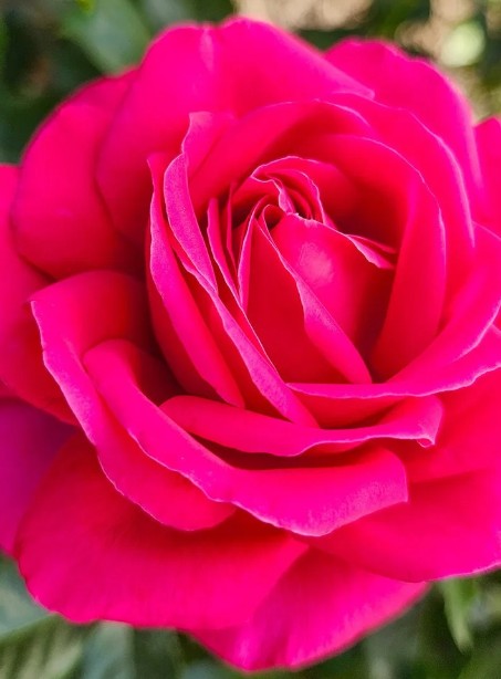 Rose Week's Nothing But Class Bare Root