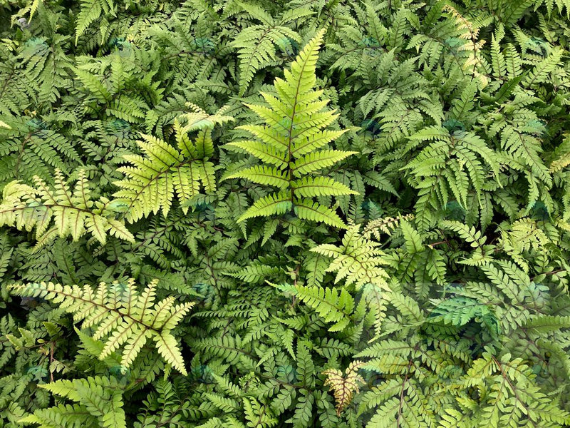 Fern Otophorum Limelight Lady - 4.5"