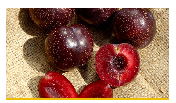 Dave Wilson Plum Burgundy Bare Root Fruit Tree