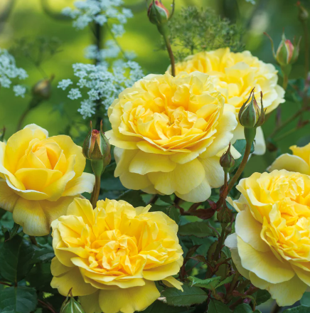 David Austin Poet's Wife Rose - 3 Gallon