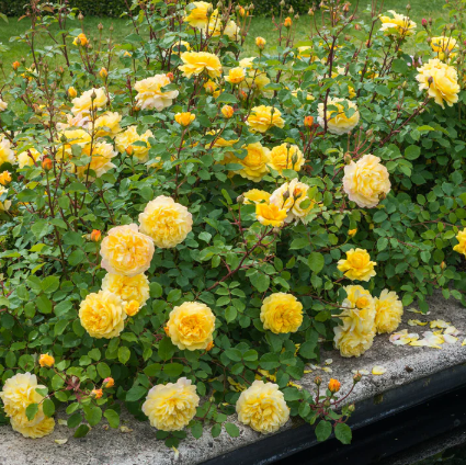 David Austin Poet's Wife Rose - 3 Gallon