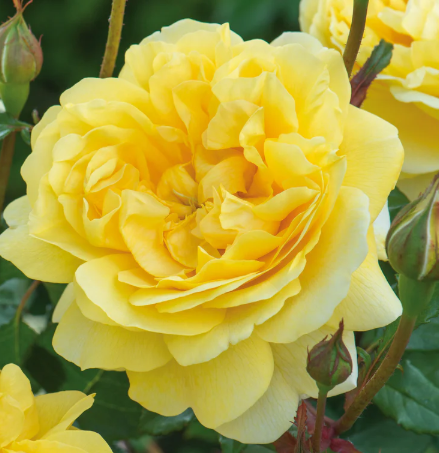 David Austin Poet's Wife Rose - 3 Gallon