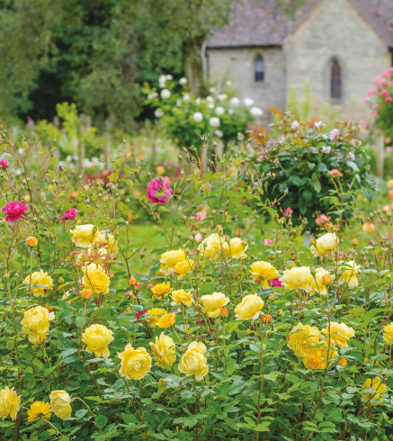 David Austin Poet's Wife Rose - 3 Gallon