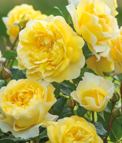 David Austin Poet's Wife Rose - 3 Gallon