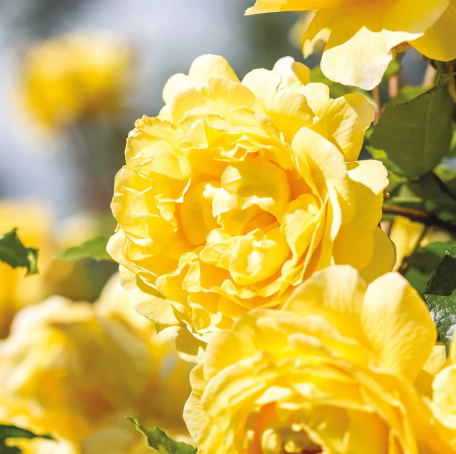 David Austin Poet's Wife Rose - 3 Gallon