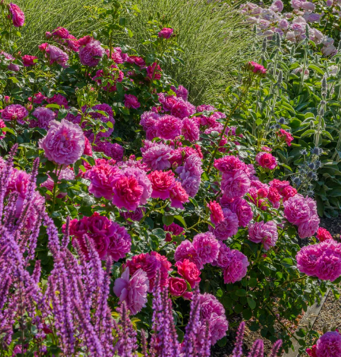 David Austin Princess Anne Rose - 3 Gallon