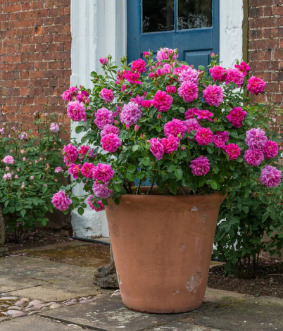 David Austin Princess Anne Rose - 3 Gallon