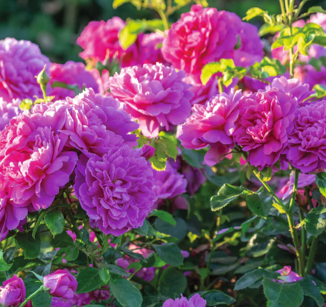 David Austin Princess Anne Rose - 3 Gallon