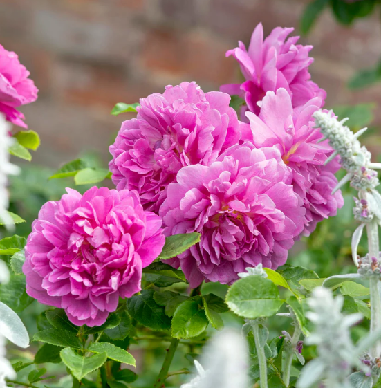 David Austin Princess Anne Rose - 3 Gallon