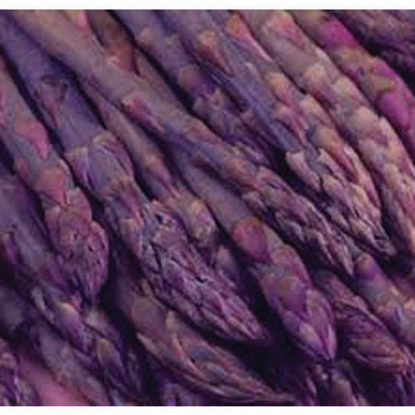 Asparagus Purple Passion Crowns - 5/Bundle