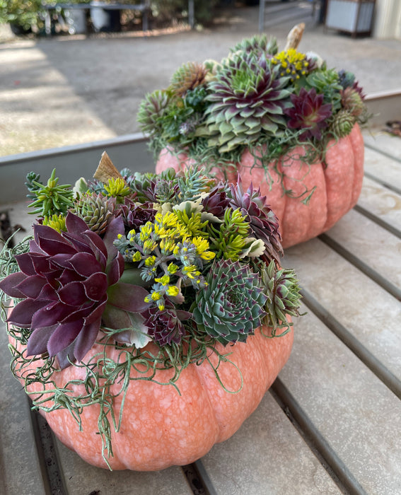 WORKSHOP Decorating Succulent Pumpkins