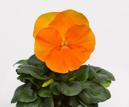 Pansy Pure Orange - 3.5"