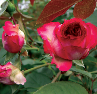 Roses 3 Gallons