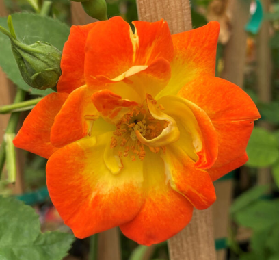 Rose Pinata - 1 Gallon