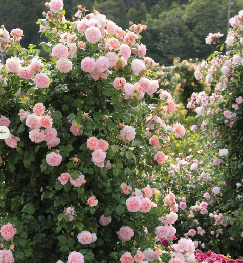 David Austin Strawberry Hill Rose - 3 Gallon