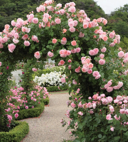 David Austin Strawberry Hill Rose - 3 Gallon