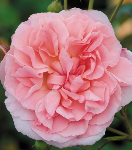 David Austin Strawberry Hill Rose - 3 Gallon