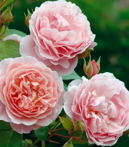 David Austin Strawberry Hill Rose - 3 Gallon