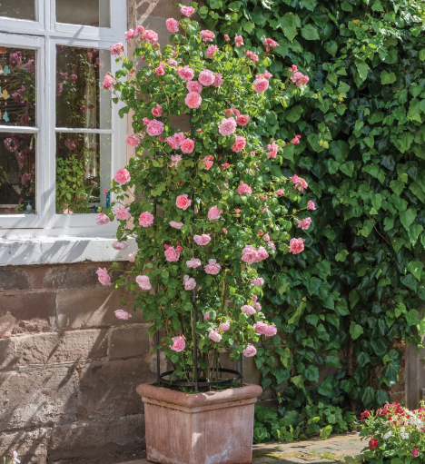 David Austin Strawberry Hill Rose - 3 Gallon