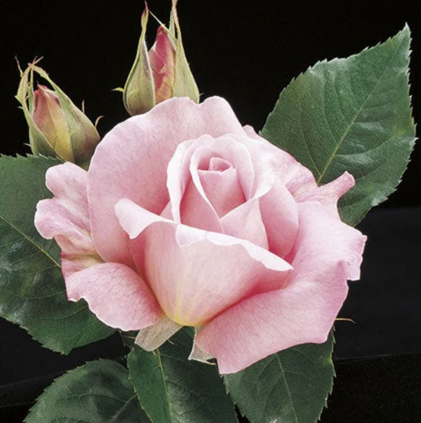 Tiffany Rose - 3 Gallon