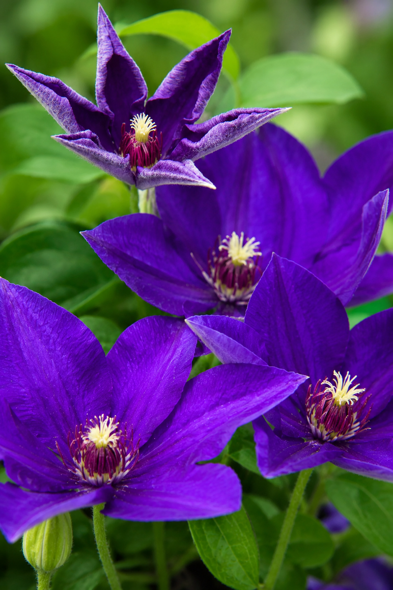 Clematis Vancouver Danielle - 1 Gallon