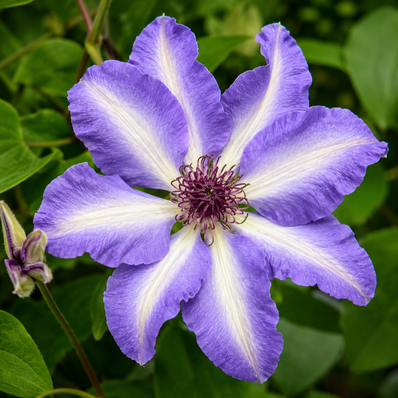 Clematis Vancouver Daybreak - 1 Gallon