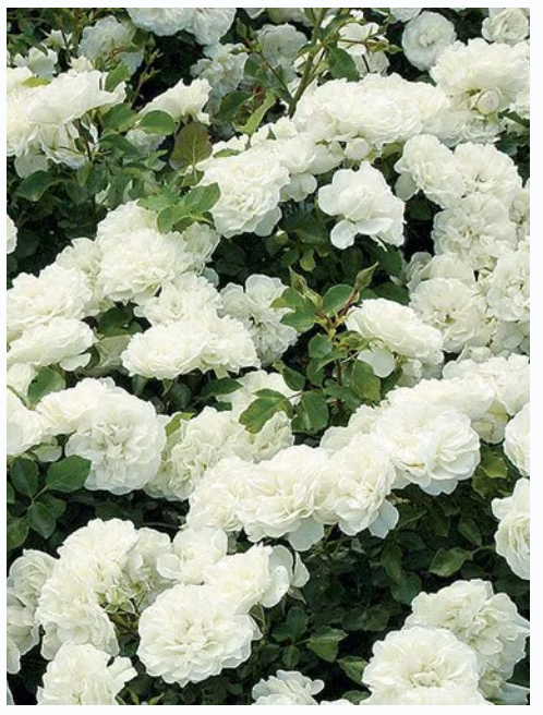 Rose Week's White Meidiland Bare Root