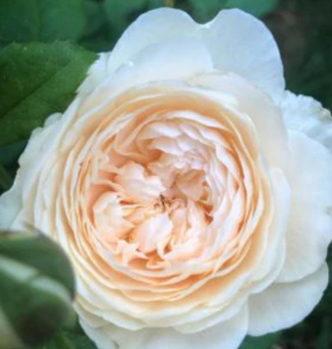 David Austin Windemere Rose - 3 Gallon