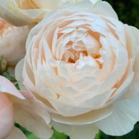 David Austin Windemere Rose - 3 Gallon