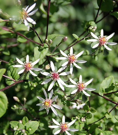 Aster Eastern Star - 1 Gallon