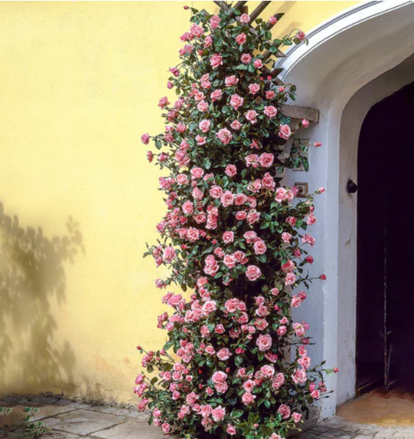Zéphirine Drouhin Rose - 3 Gallon
