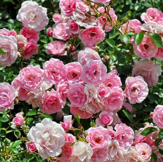 Rose Week's Bonica® Bare Root