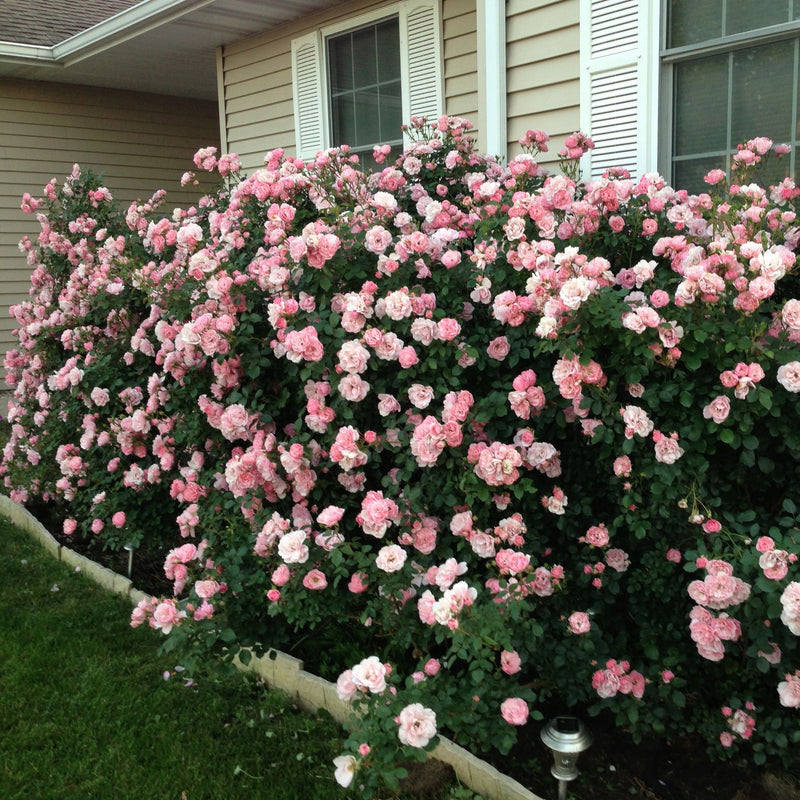 Rose Week's Bonica® Bare Root