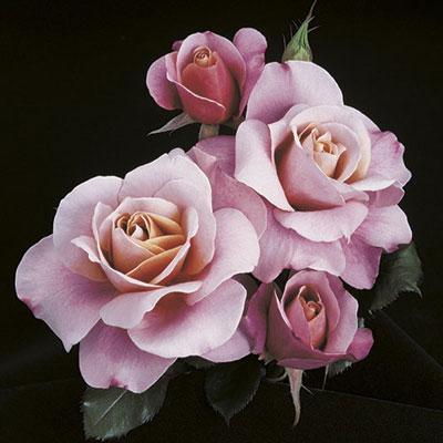 Distant Drums Rose