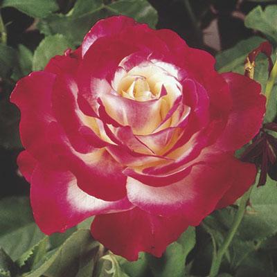 Double Delight Rose